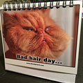 Cat Lover Gifts for Women - Funny Desk Signs & Office Decor | MoodyCards with Cat Memes | Ideal Coworker & Funny Gifts for Colleagues | Cool Desk Accessories for Office, Home & Cubicle