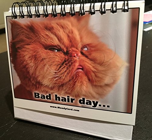 Cat Lover Gifts for Women - Funny Desk Signs & Office Decor | MoodyCards with Cat Memes | Ideal Coworker & Funny Gifts for Colleagues | Cool Desk Accessories for Office, Home & Cubicle