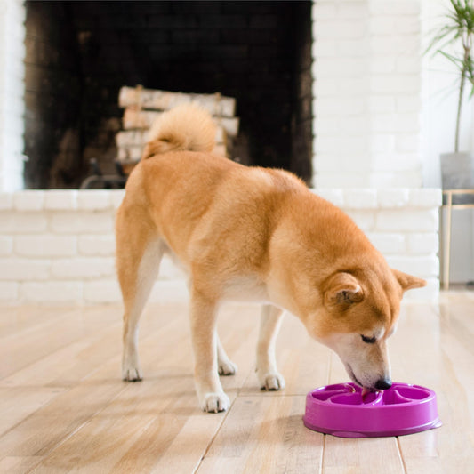 Outward Hound Fun Feeder Slo Bowl, Slow Feeder Dog Bowl, Medium/Mini, Purple