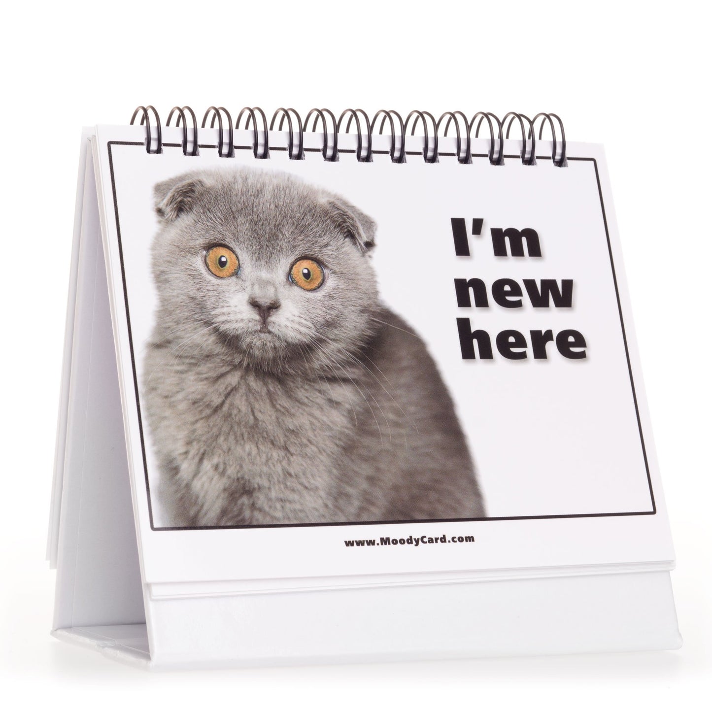 Cat Lover Gifts for Women - Funny Desk Signs & Office Decor | MoodyCards with Cat Memes | Ideal Coworker & Funny Gifts for Colleagues | Cool Desk Accessories for Office, Home & Cubicle